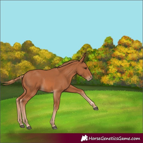 Horse Color:Chestnut Rabicano 