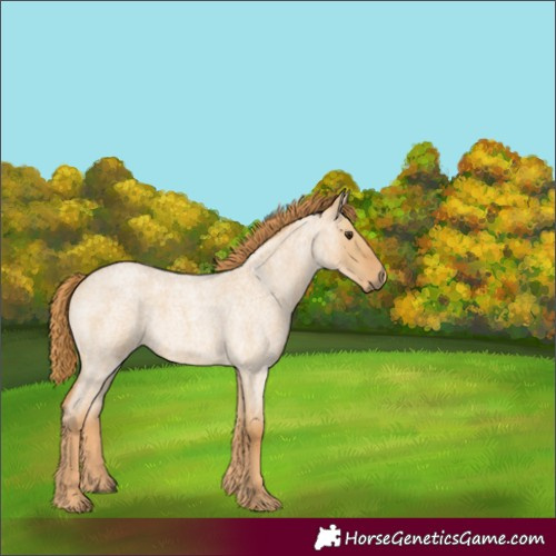 Horse Color:Red Dun Roan