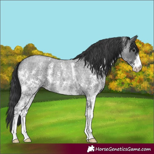 Horse Color:Blue Roan Sabino 