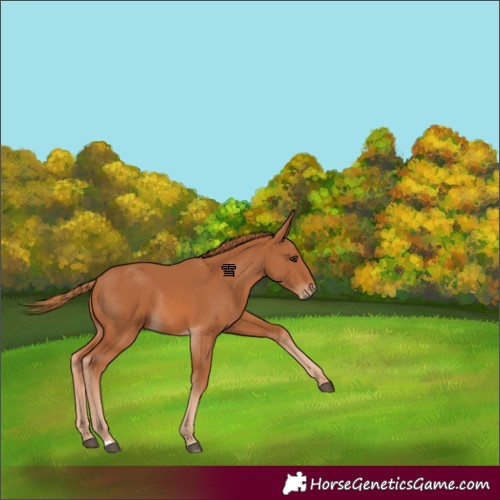 Horse Color:Chestnut Rabicano 