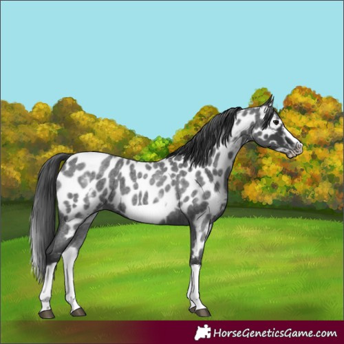 Horse Color:White Spotted Blue Roan Splash Frame Near Leopard