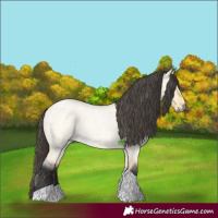 Horse Color:Buckskin Roan Dun Tobiano 