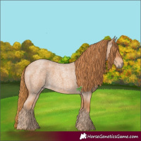 Horse Color:Red Roan 