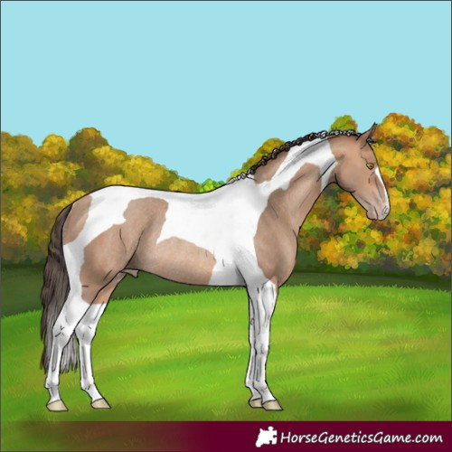 Horse Color:Amber Champagne Tobiano Rabicano
