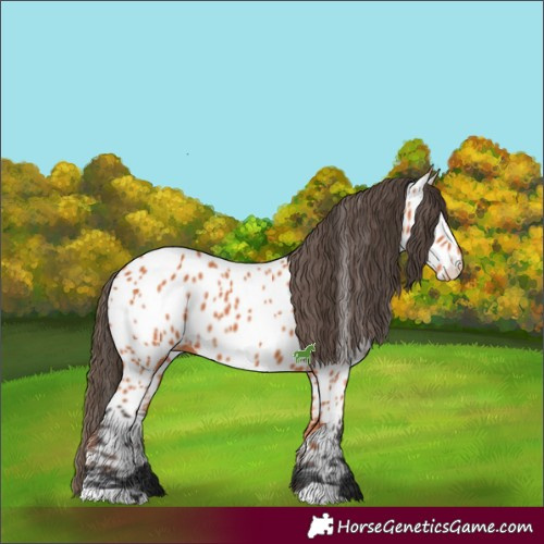 Horse Color:Bay Appaloosa 