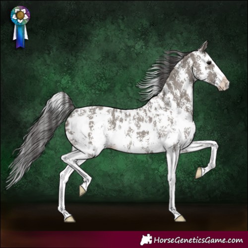 Horse Color:Grullo Sabino Splash Appaloosa Rabicano