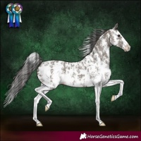 Horse Color:Grullo Sabino Splash Appaloosa Rabicano