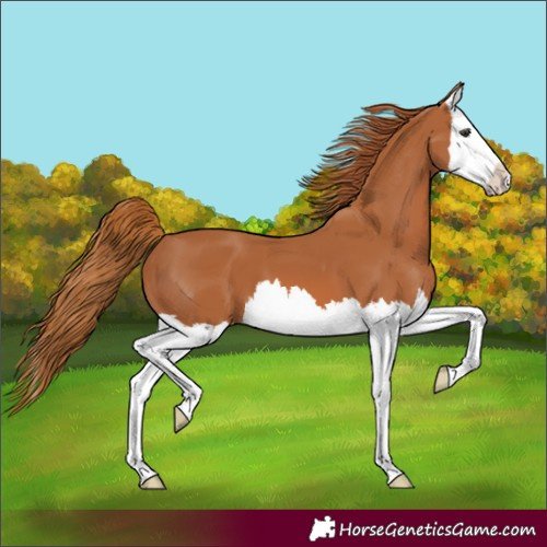 Horse Color:Chestnut Splash