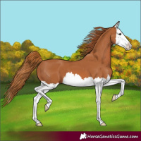 Horse Color:Chestnut Splash 
