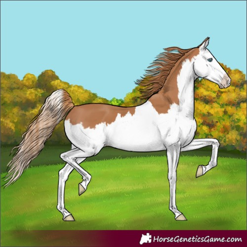 Horse Color:Unknown 