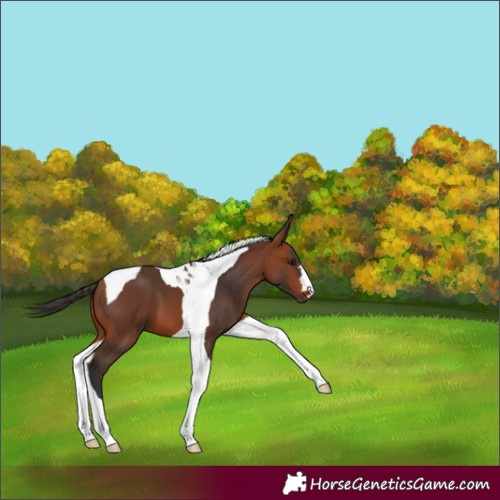Horse Color:Bay Tobiano 