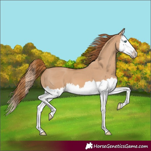 Horse Color:Red Dun Splash 