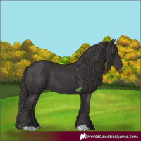 Horse Color:Smoky Black 