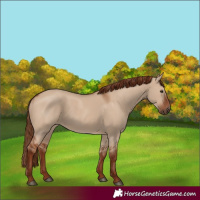 Horse Color:Red Dun