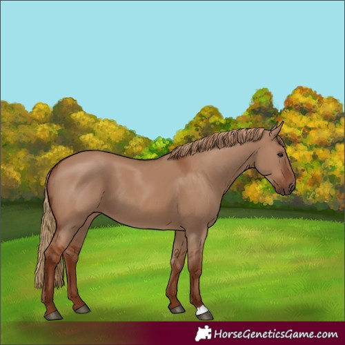 Horse Color:Red Dun 