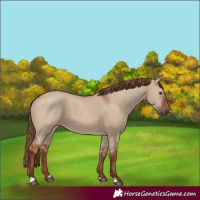 Horse Color:Red Dun
