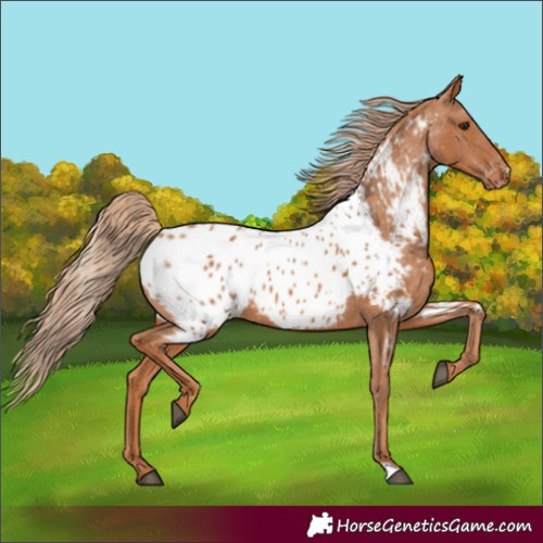 Horse Color:Chestnut Near Leopard
