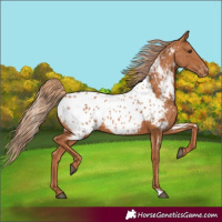 Horse Color:Chestnut Appaloosa