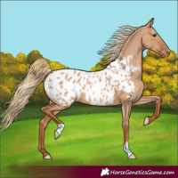 Horse Color:Red Dun Appaloosa 