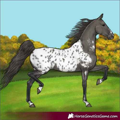Horse Color:Unknown 