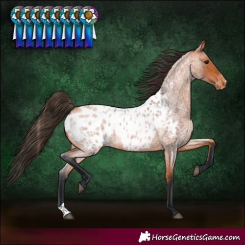 Horse Color:Bay Roan Blanket 