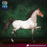 Horse Color:Bay Roan Appaloosa