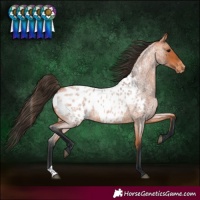 Horse Color:Bay Roan Appaloosa