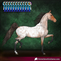 Horse Color:Bay Roan Blanket
