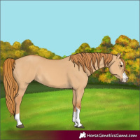 Horse Color:Red Dun 
