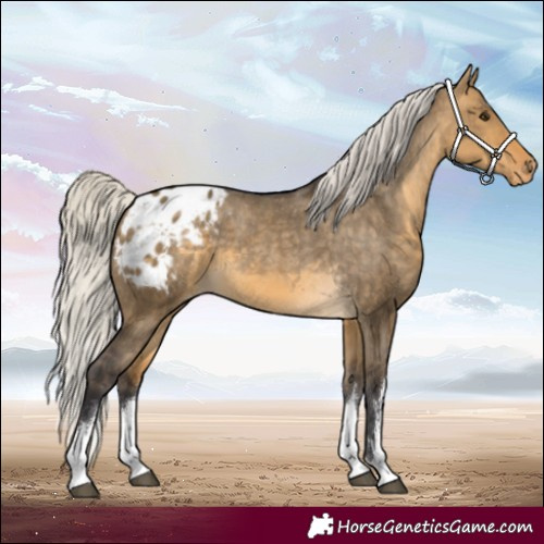 Horse Color:White Spotted Silver Buckskin Dun Varnish 