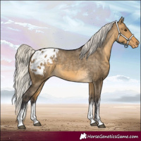 Horse Color:White Spotted Silver Buckskin Dun Appaloosa
