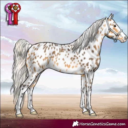 Horse Color:Silver Buckskin Near Leopard 