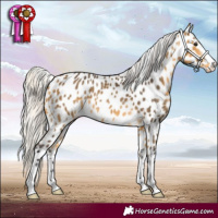 Horse Color:Silver Buckskin Appaloosa