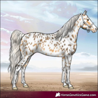 Horse Color:Silver Buckskin Appaloosa 