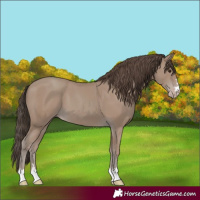 Horse Color:Unknown 
