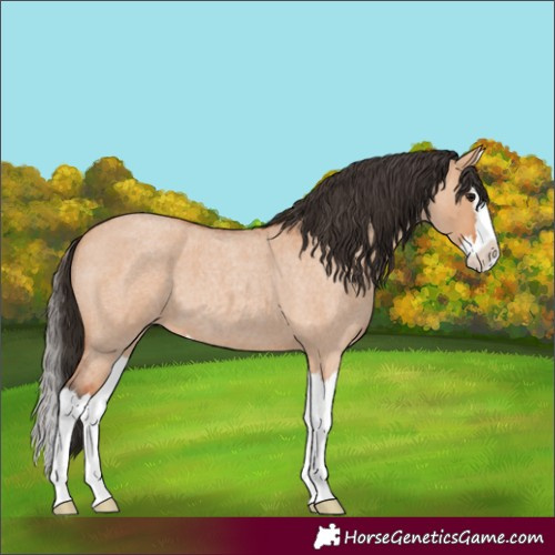 Horse Color:Unknown