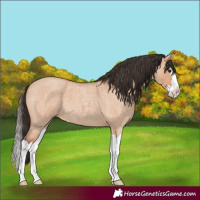 Horse Color:Unknown 