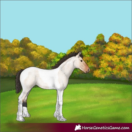 Horse Color:Unknown 