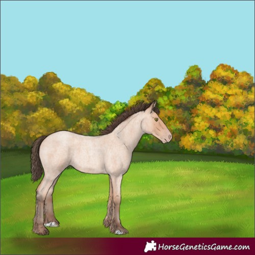 Horse Color:Unknown 