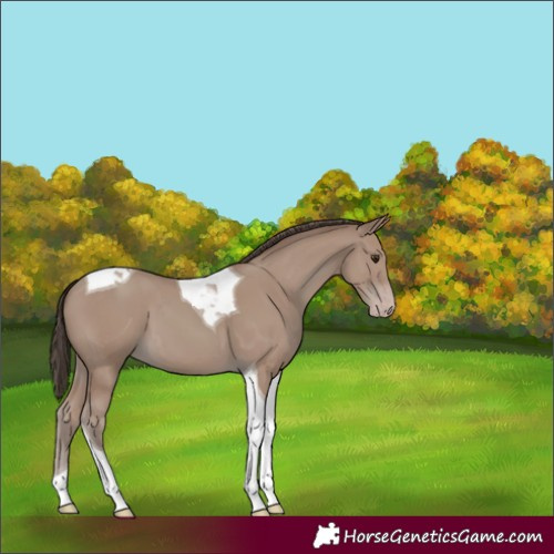 Horse Color:Unknown 