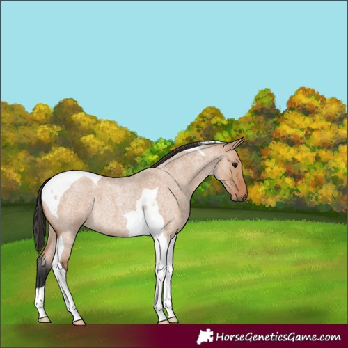 Horse Color:Unknown 