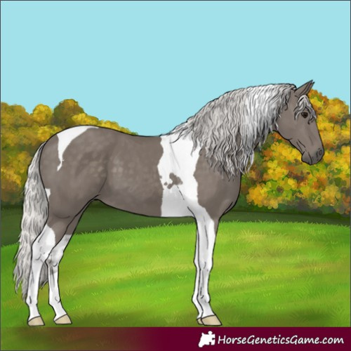 Horse Color:Silver Smoky Black Tobiano