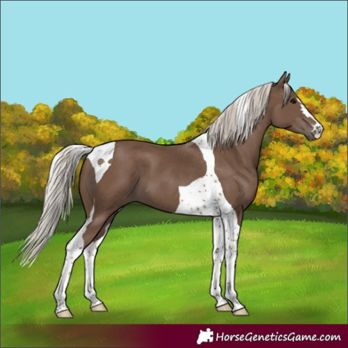 Horse Color:Silver Black Tobiano 