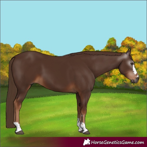 Horse Color:Gray Chestnut 