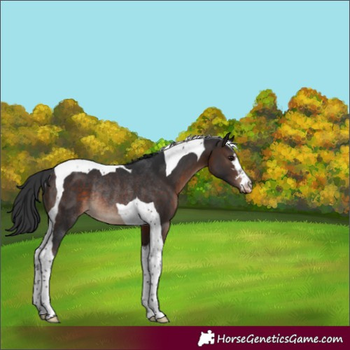 Horse Color:Brown Tobiano Appaloosa Rabicano 