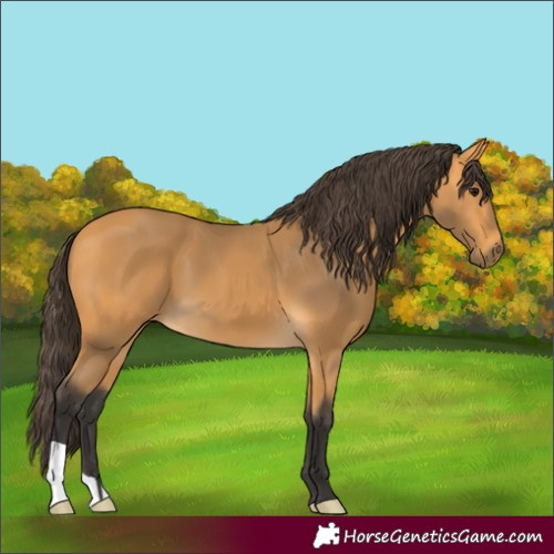Horse Color:Buckskin 