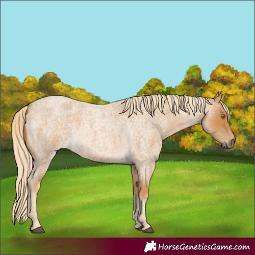 Horse Color:Palomino Roan 