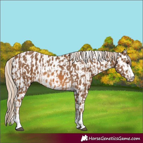 Horse Color:Chocolate Palomino  and Chocolate Palomino Leopard 