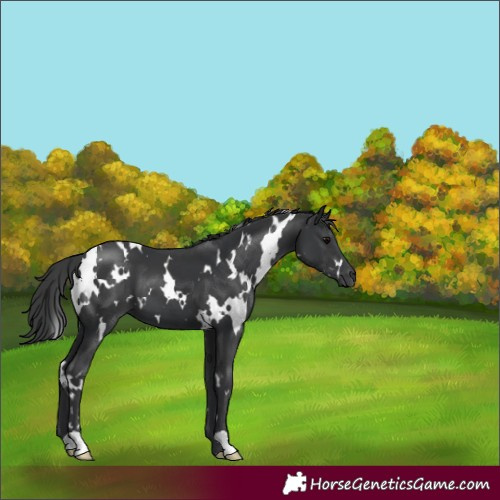 Horse Color:White Spotted Black 