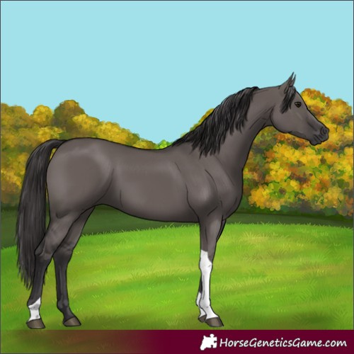 Horse Color:Smoky Grullo Tobiano 